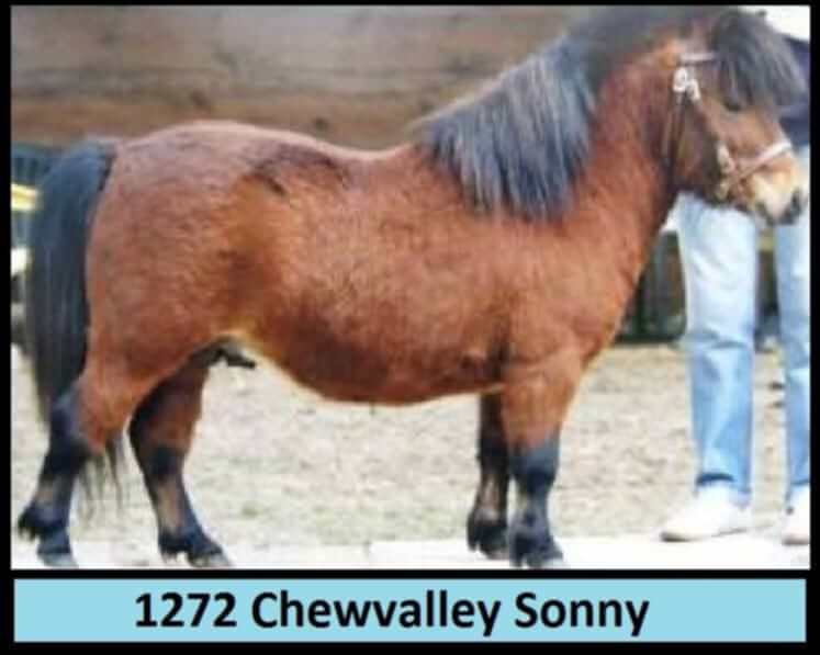 Chewvalley Sonny b1